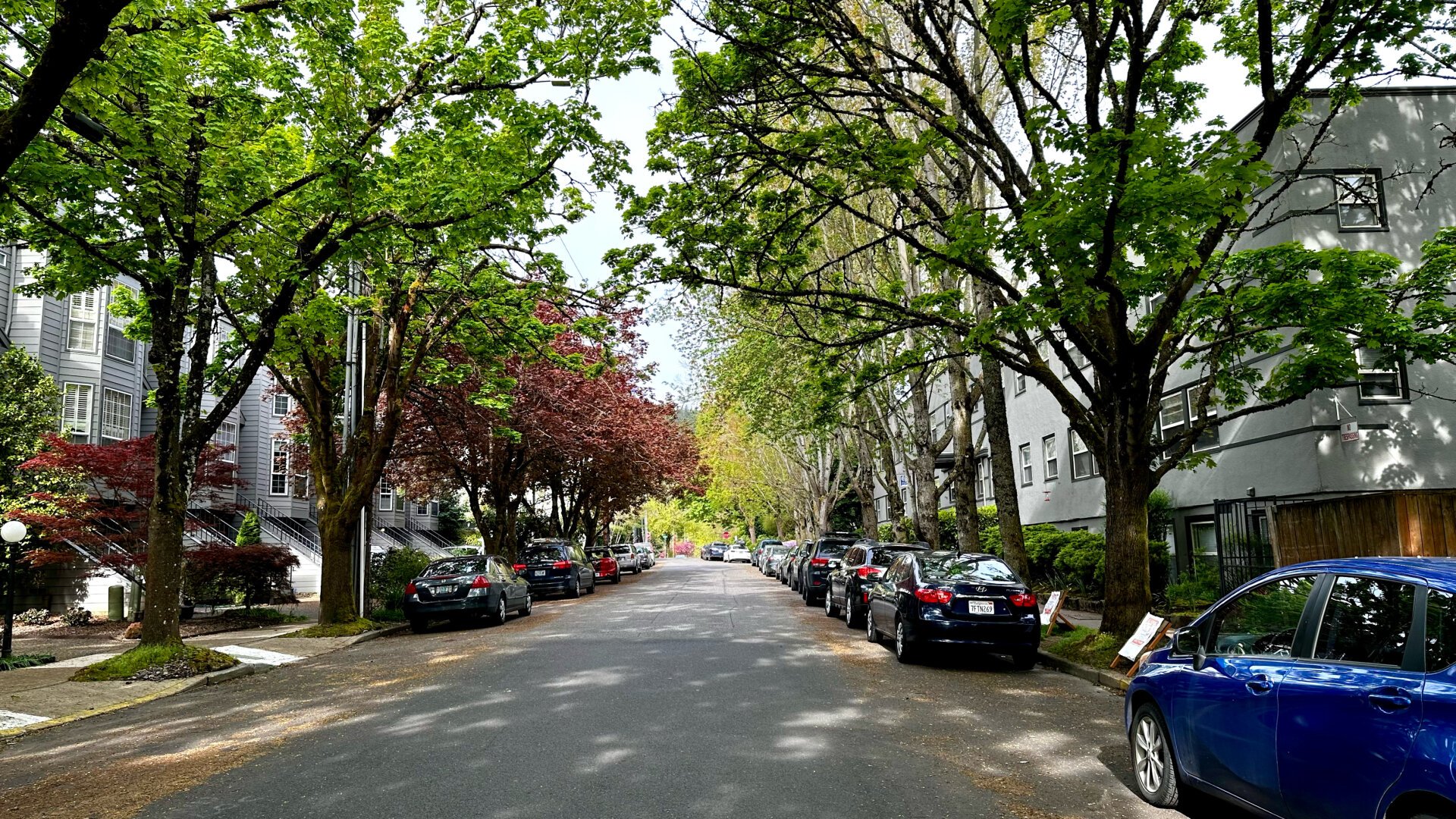 An urban residential street with cars parked on the side. It is lined with greening mature trees and row homes.
