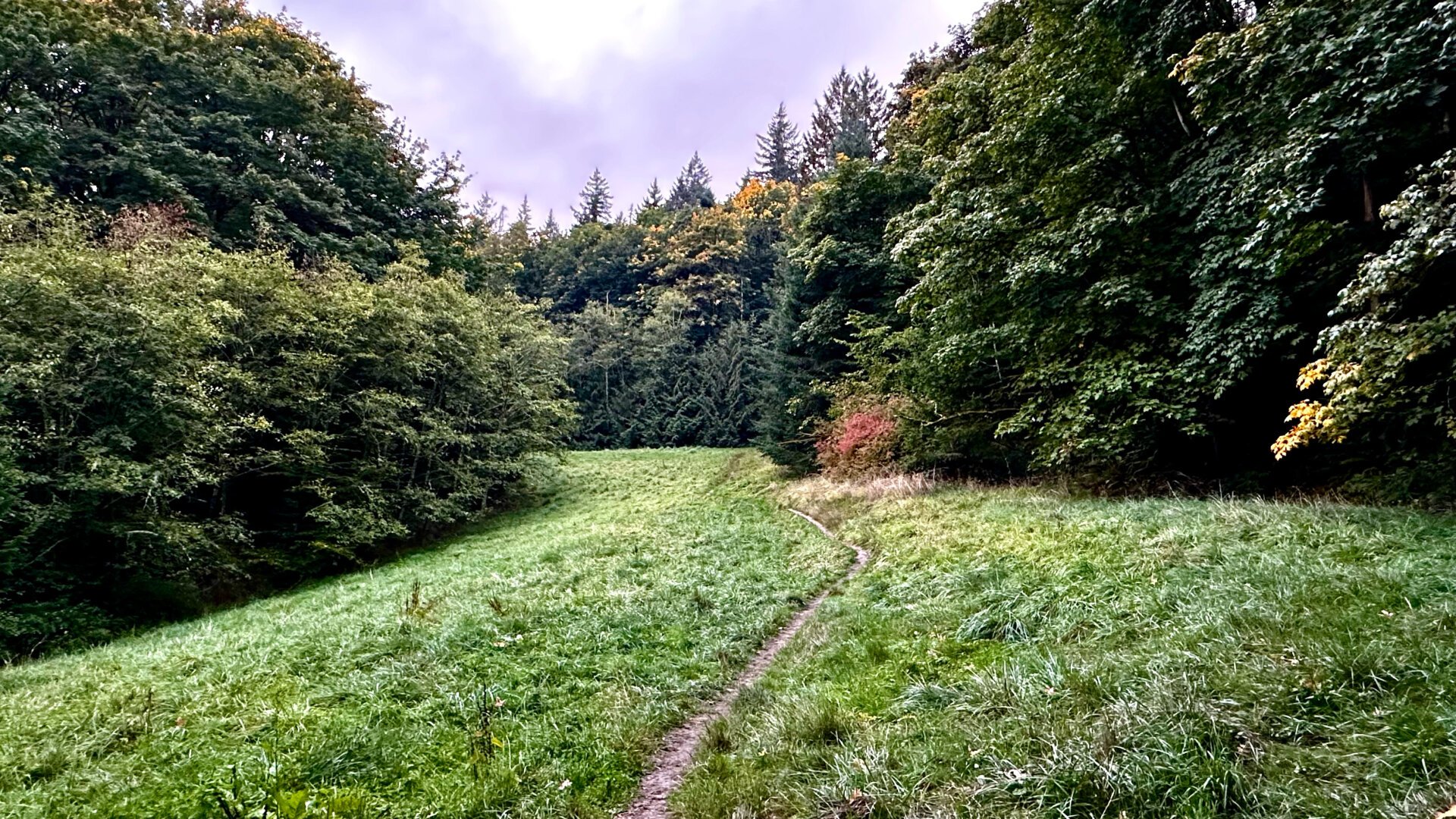 A small dirt path through a meadow in a forest. Most trees are conifers but there’s a few deciduous trees showing early autumn colors.