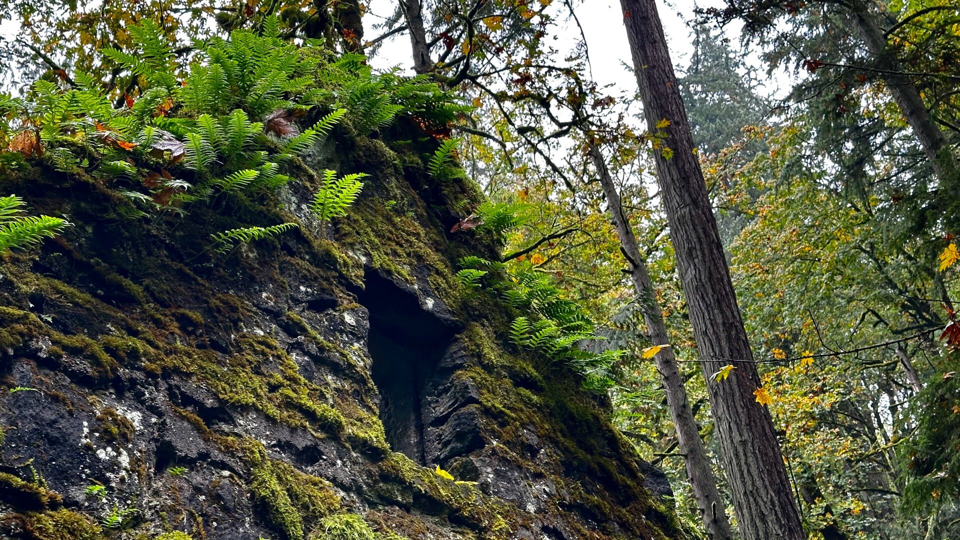 The upper stone wall of an abandoned building in Portland. The hole for a former window is present as is lots of moss and fern growth. Many trees are in the background.