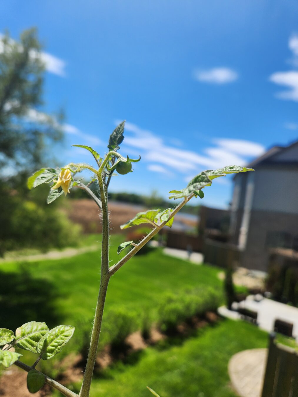 Very small tomato in tomato vine.