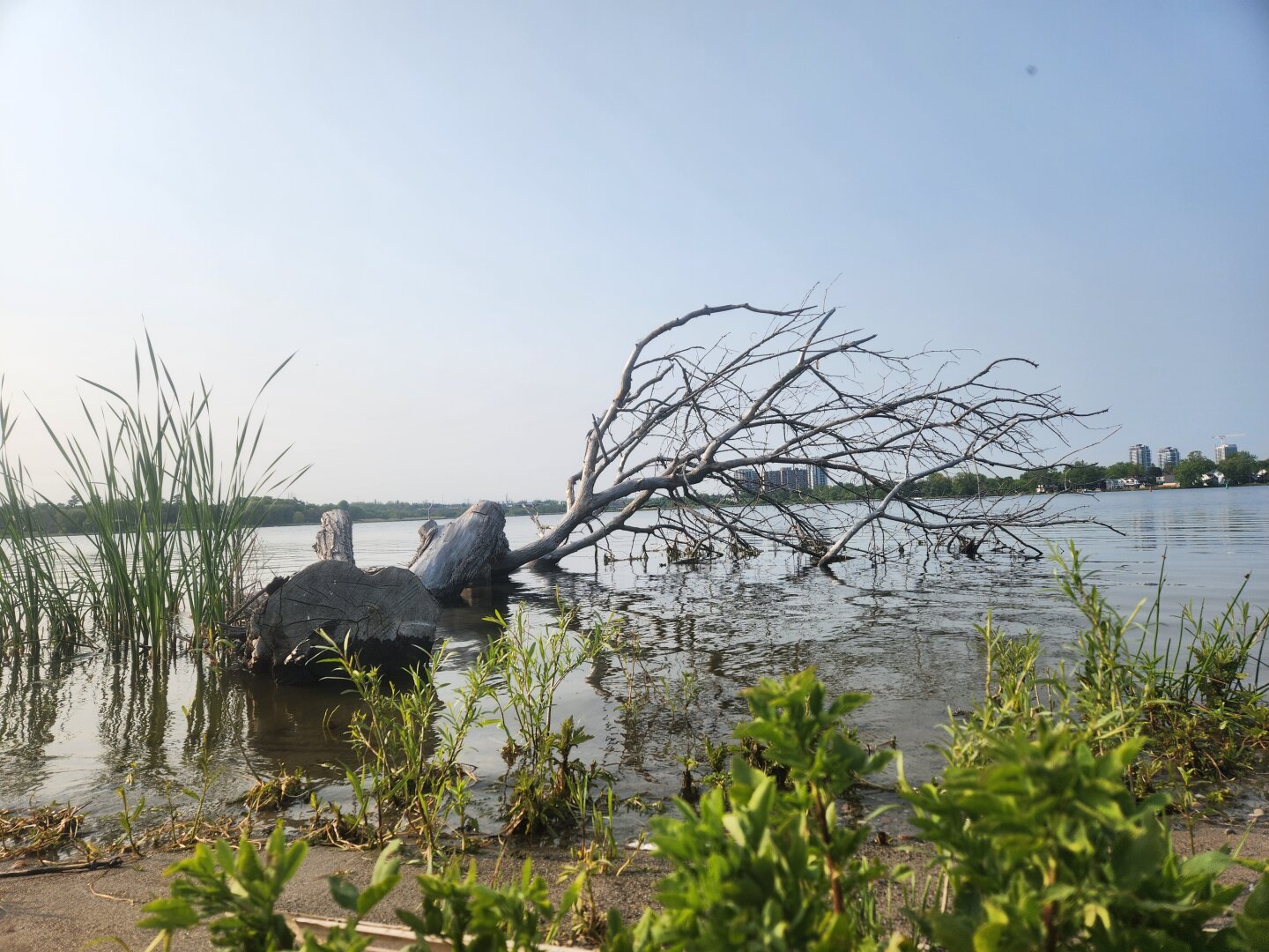 Fallen tree in water.