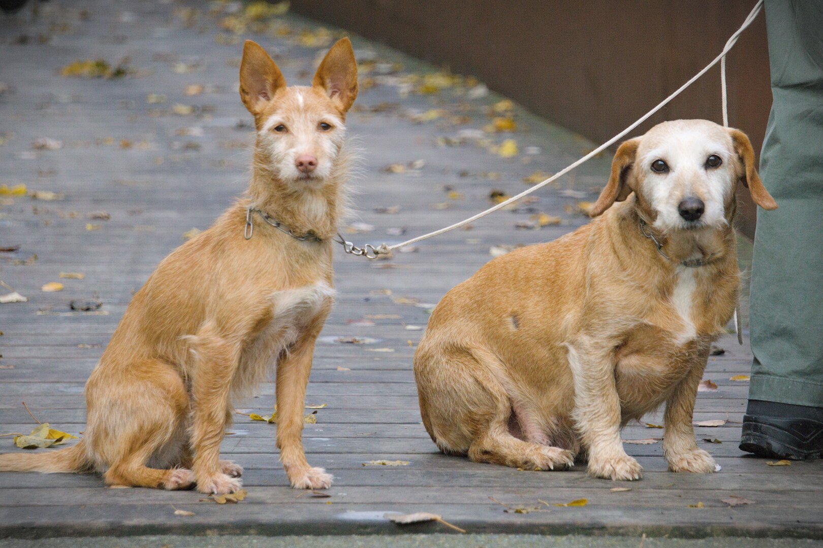 Dos perros miran a cámara, uno gordo y otro flaco.