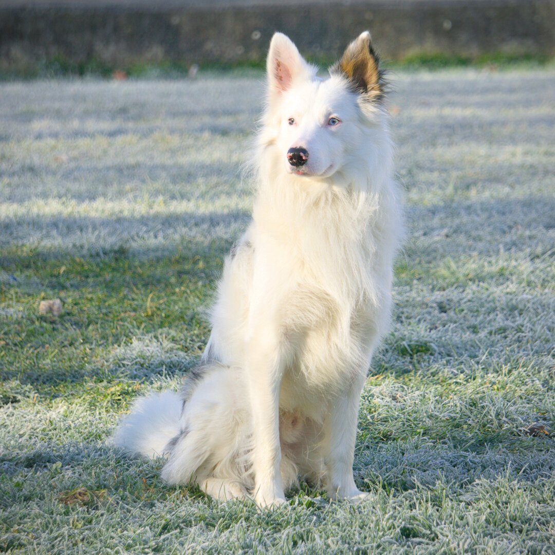 Un perro blanco sentado sobre hierba con escarcha.