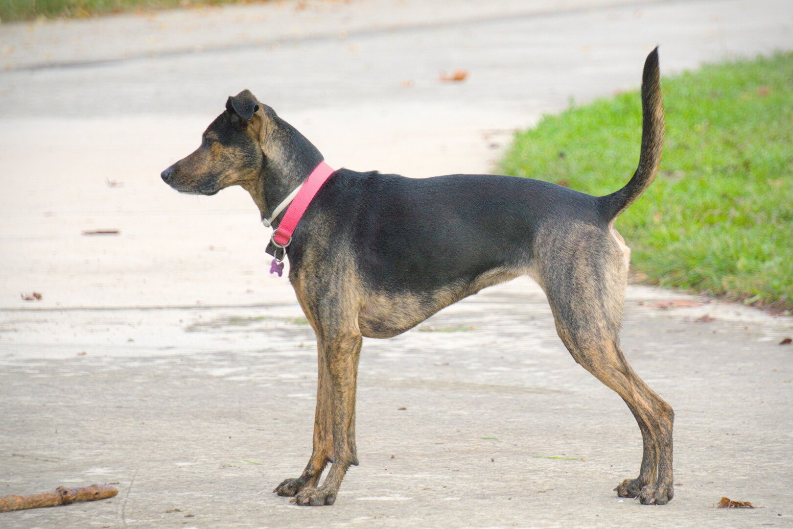Un perro visto de perfil con la cola muy tiesa hacia arriba.