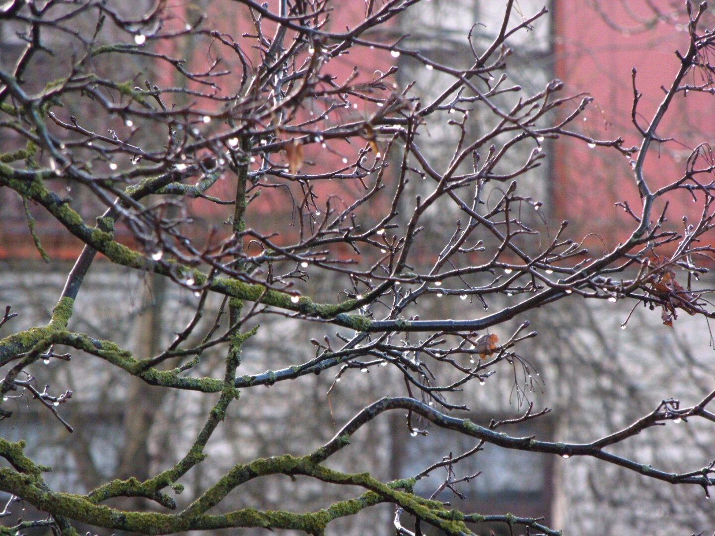 Tree branches after the rain