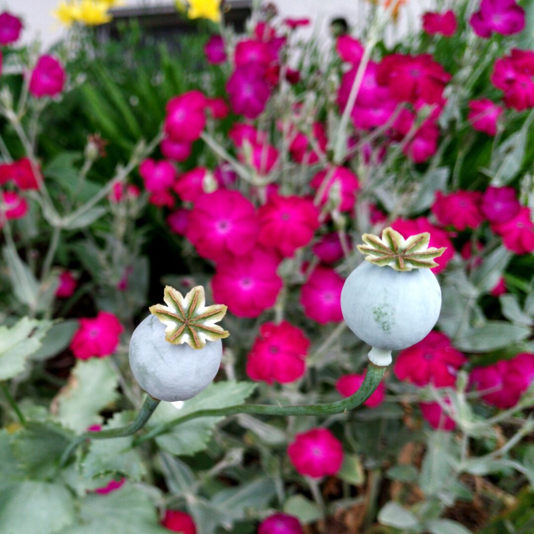 Flowers in the city.