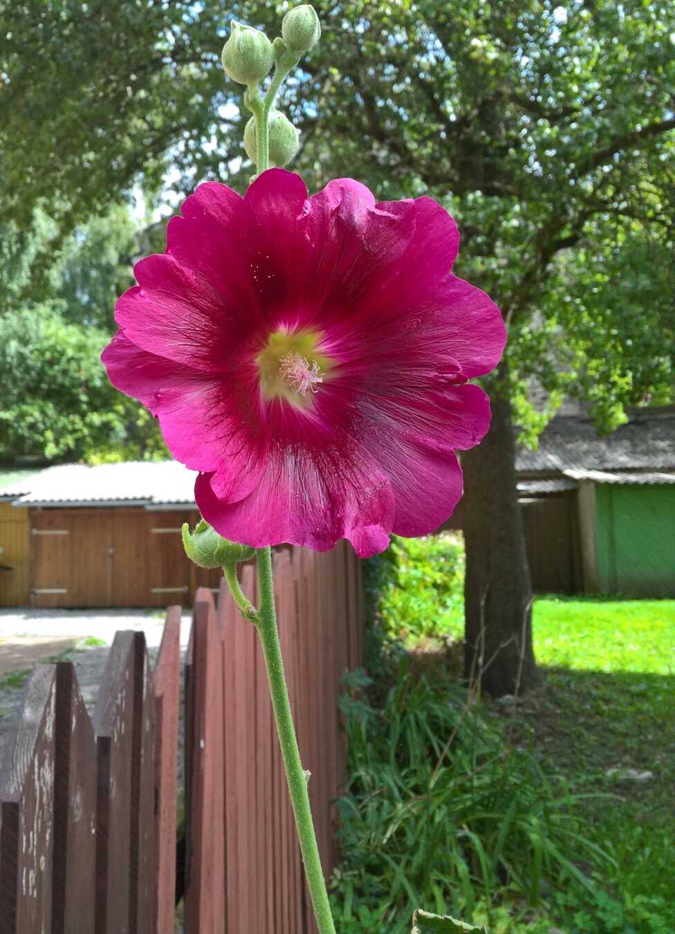 Alcea flower.