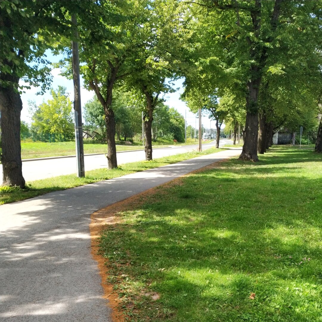 Part of a road with trees and grass.