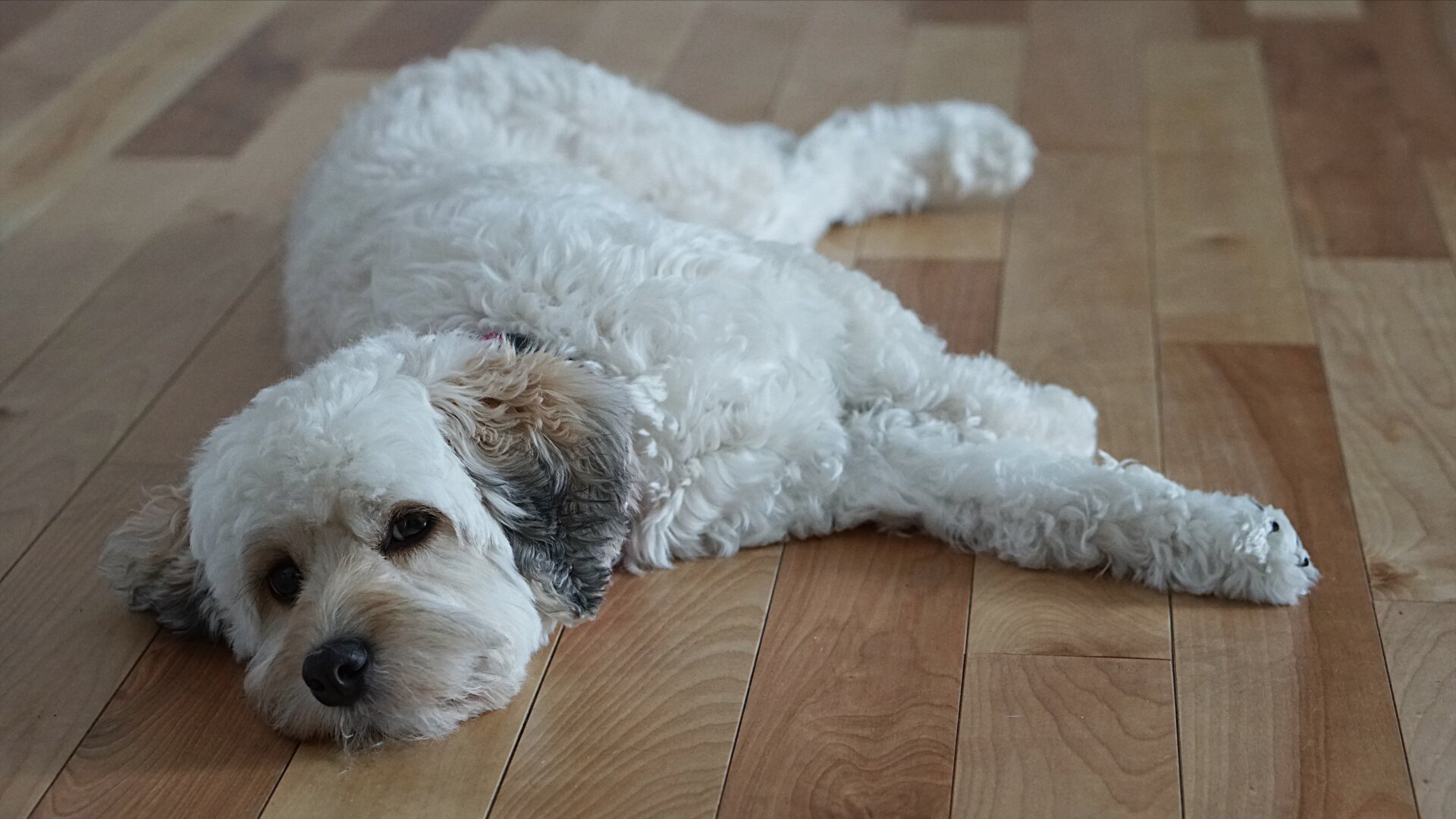 Cockapoo lying down on a wooden floor.