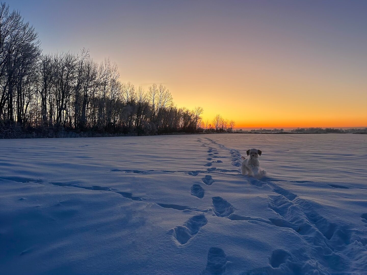 A dog running in snow with an orange sunset in the background.