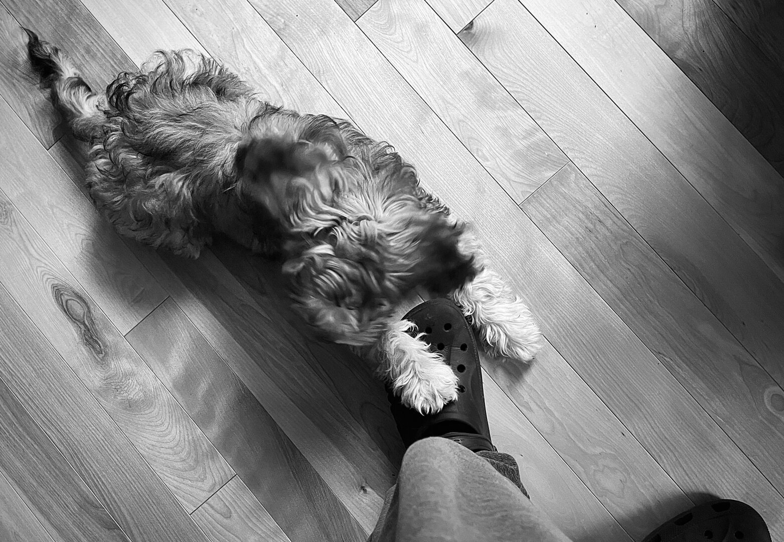 Black and white photo of a dog lying on a wooden floor with a paw on the foot of his master.