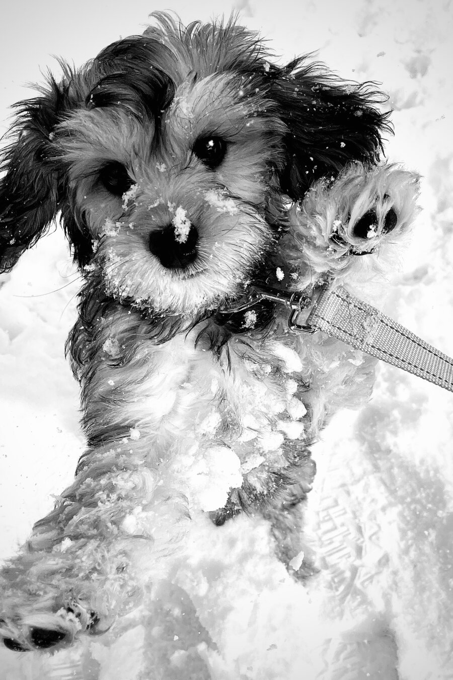 Black and white photo of a dog jumping in the snow in front of the camera.