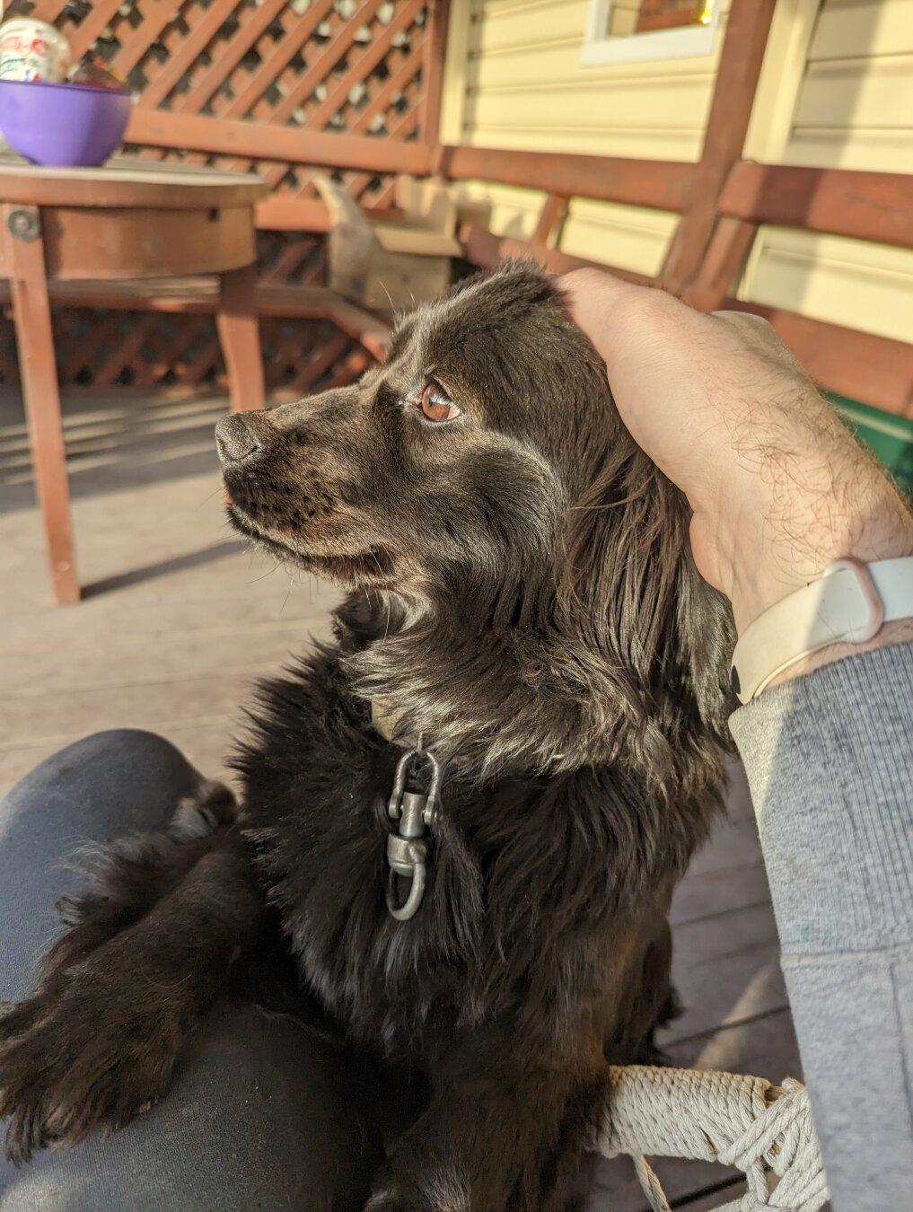 a black pup looking to the left while I'm petting her