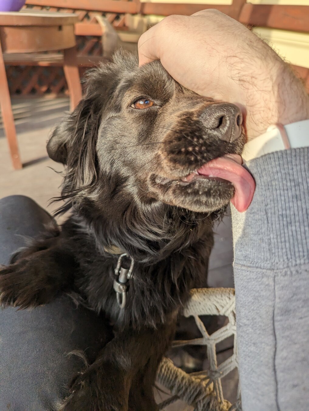 A black pup licking my arm while I'm trying to pet her