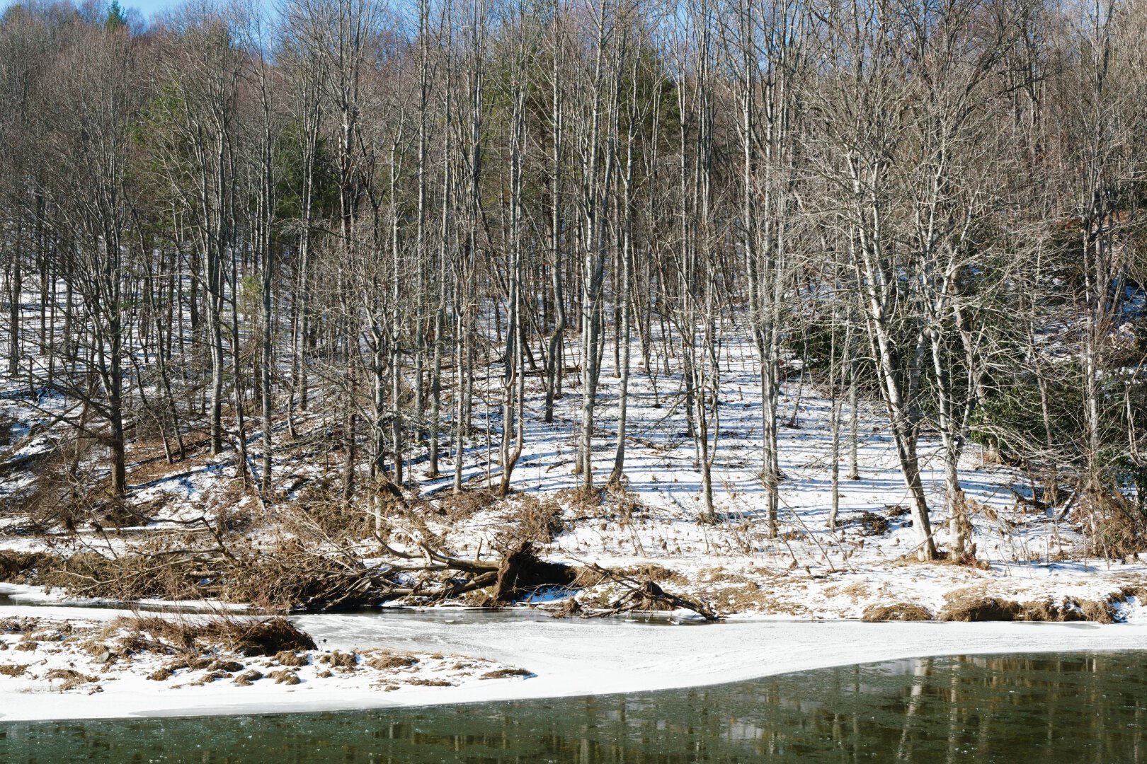Tress on a hillside behind an ice covered river.
