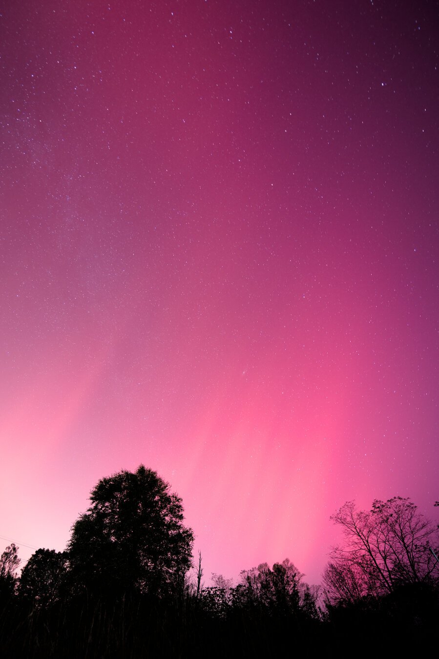 Pink to red aurora with trees in front.