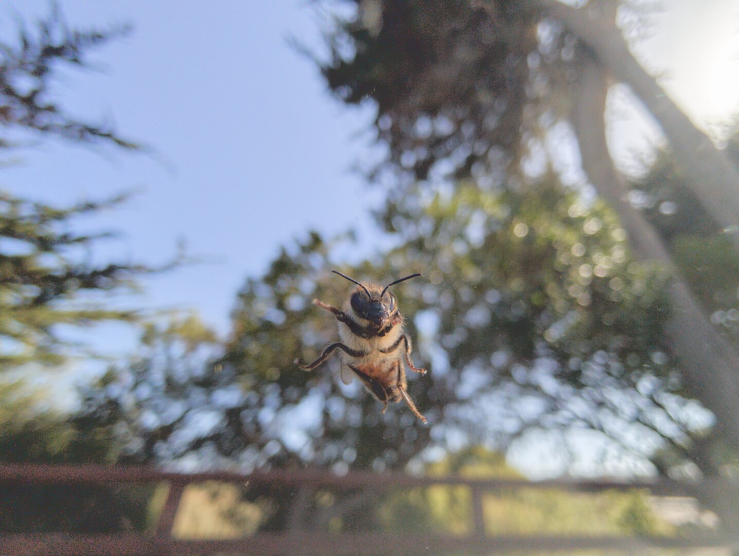 The underside of a bee that landed on the car windshield. There are trees and a blue sky in the background.