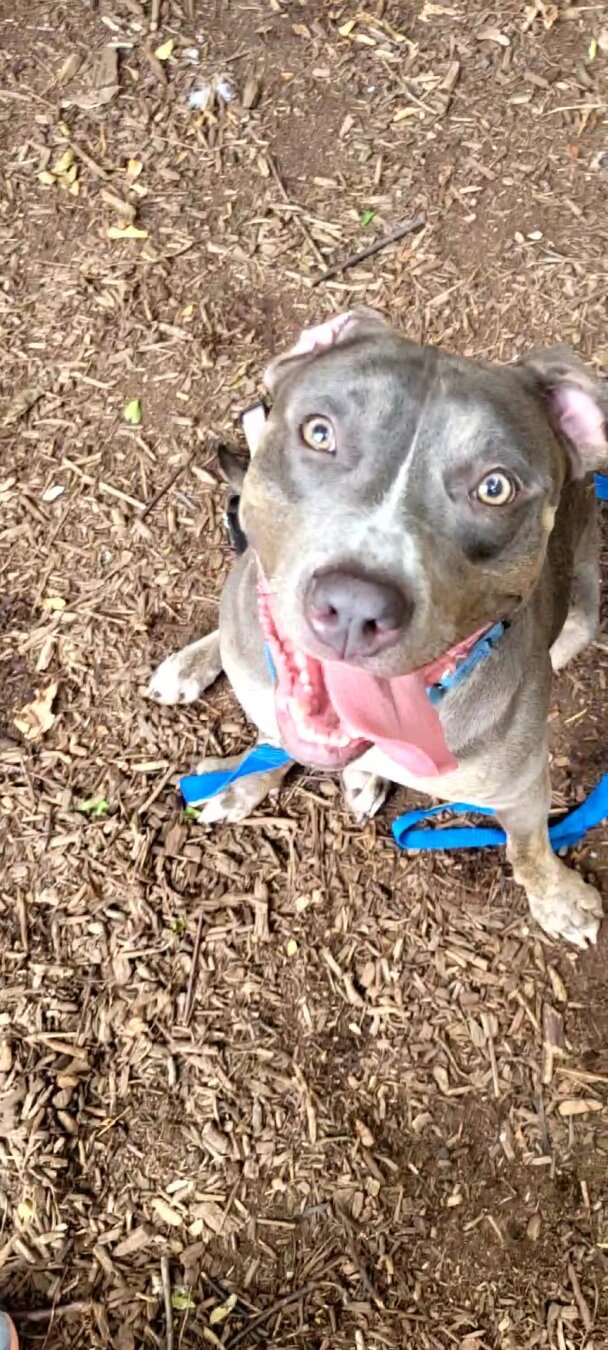 Funny Ms Purty is ready to bring joy into a new family. She is a gray pitty, full of love.