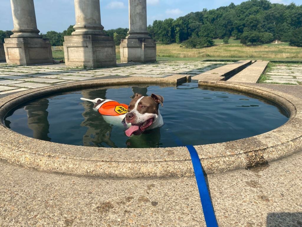 GoGo is a brown and white female pitty looking for a foster or an adopter in DMV. Here she enjoys a cool bath.