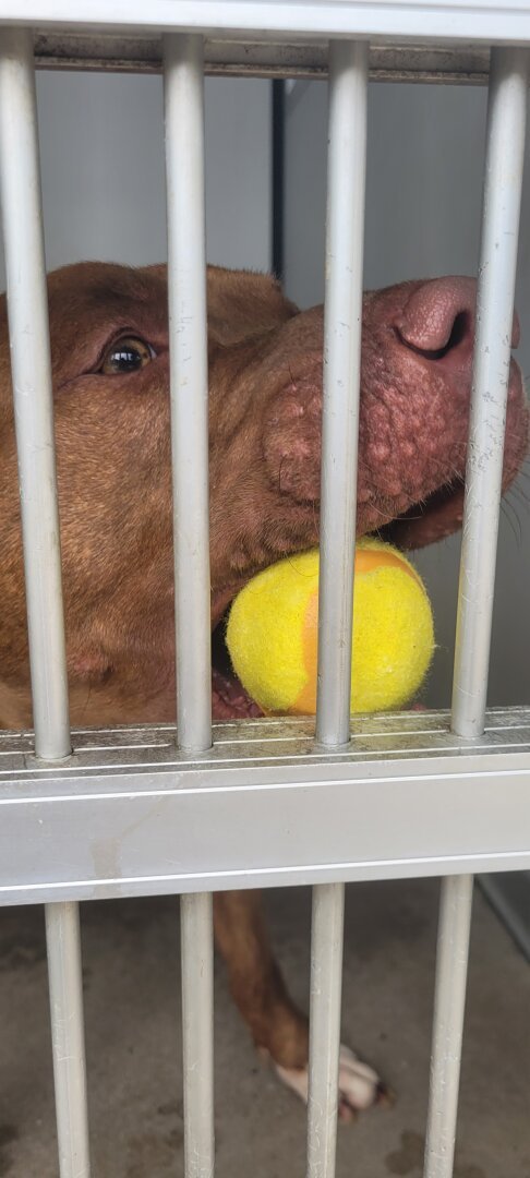 Our Po (brown pitty mix) is bringing his tennis ball to the door of his kennel. Too social to stay alone inna shelter kennel