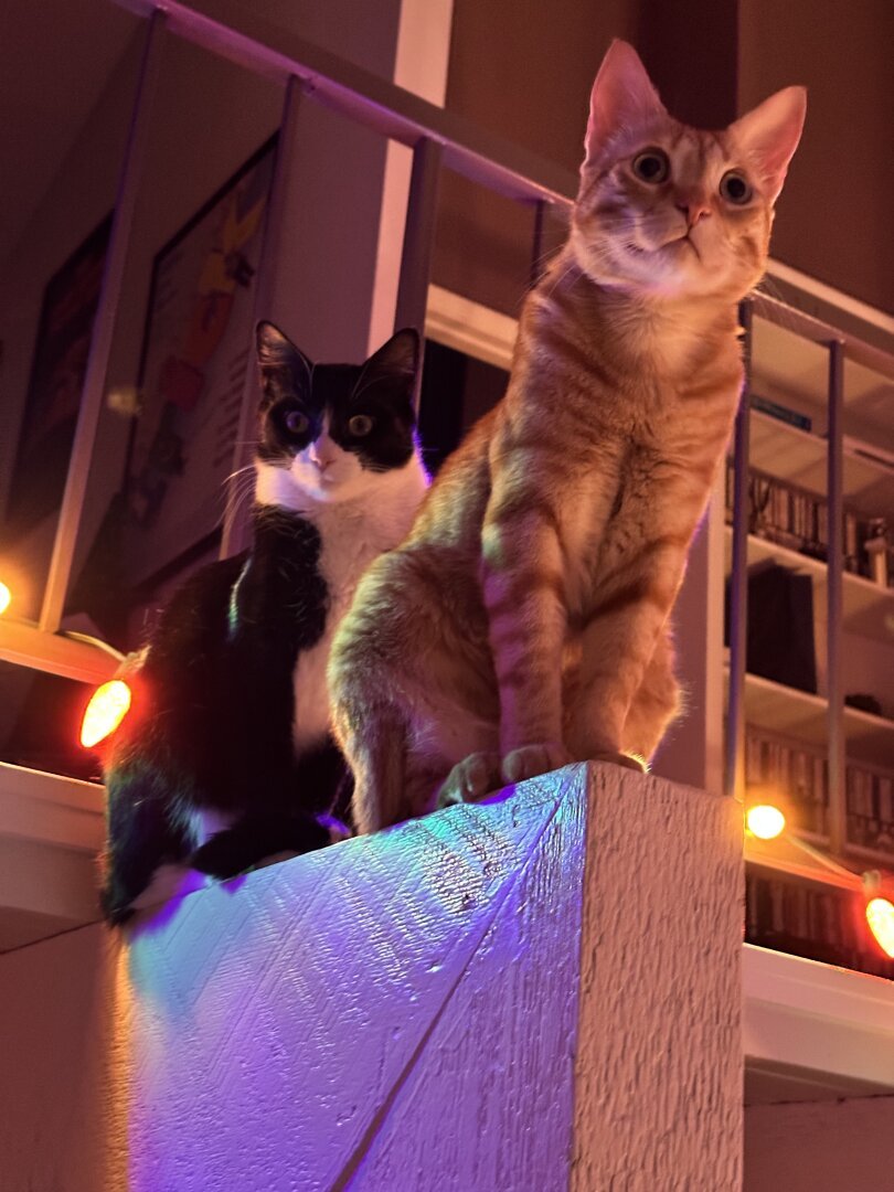 Toby, a tuxedo cat, and Ichy, an orange tabby, sitting on a beam looking downstairs.