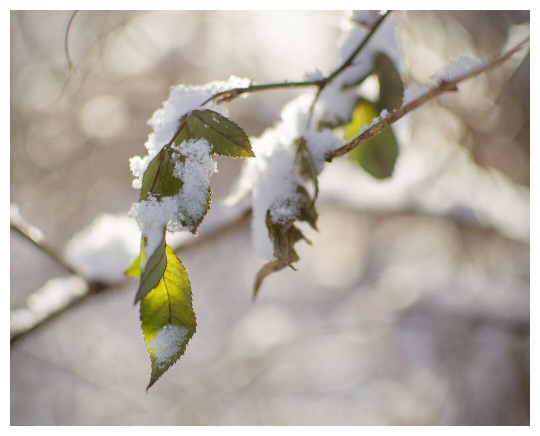 Small green leaves with snow atop them and a blurry bright background.