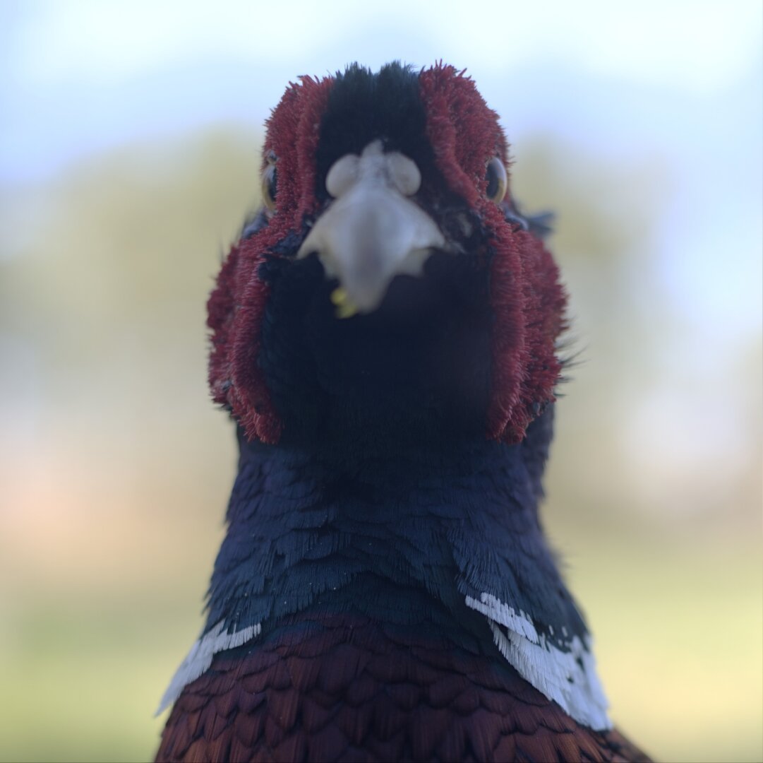 Pheasant portrait from the front