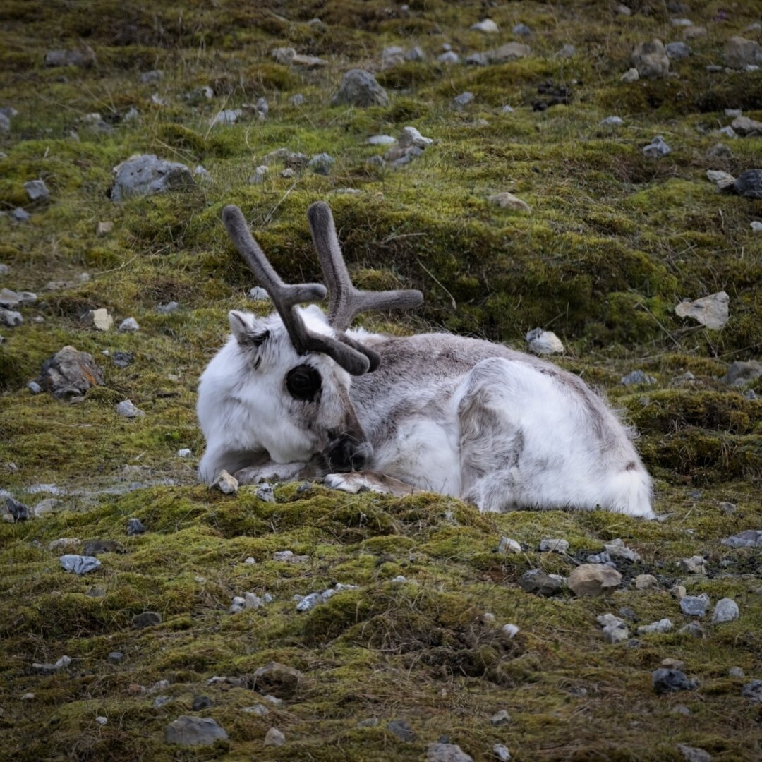 Svalbard Reindeer relaxing on a hill