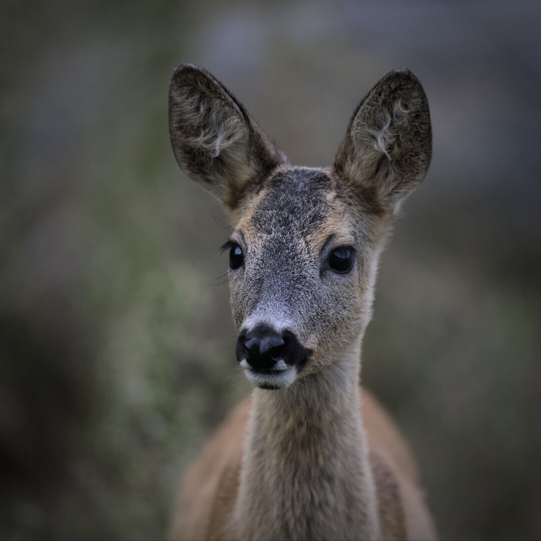 Portrait of a deer