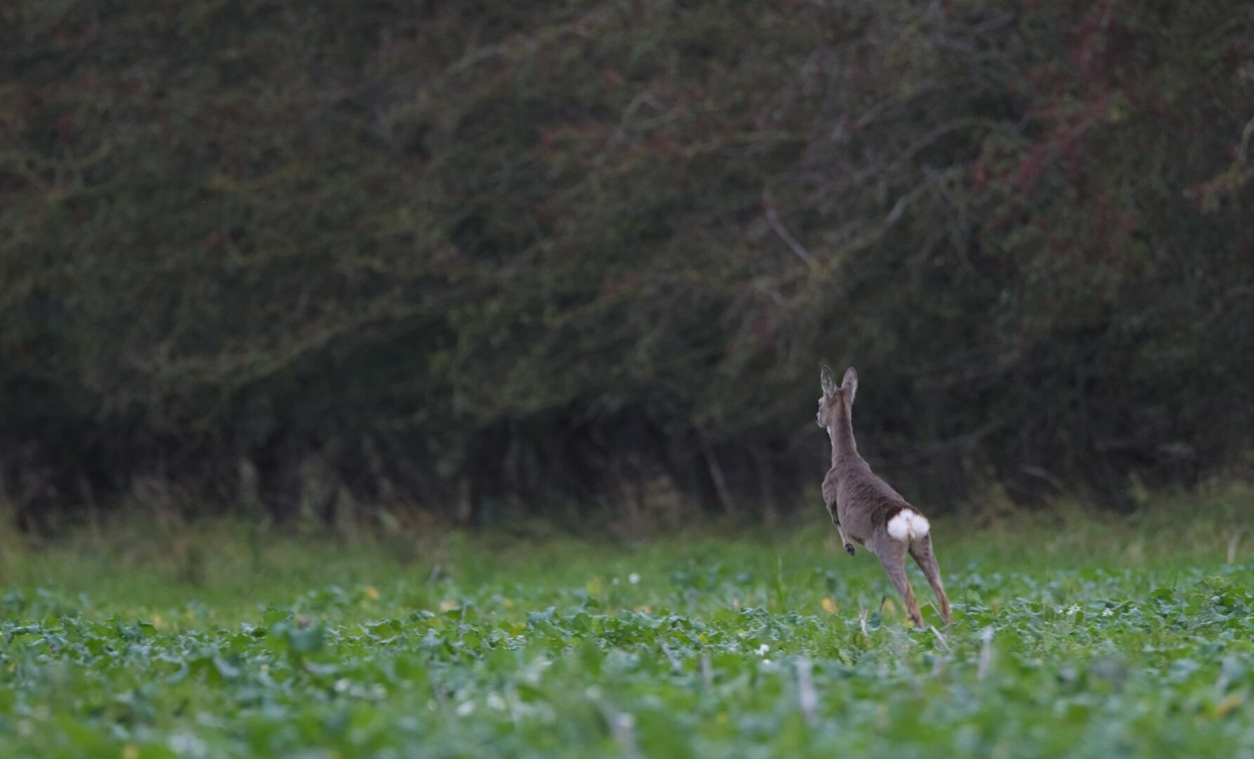 Deer running away on a green field