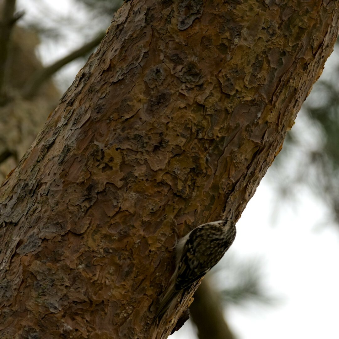 Tree creeper on a fir tree