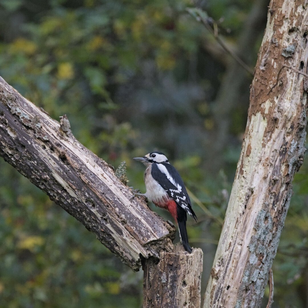 Woodpecker eating from a fresh pinecone on some old tree branches