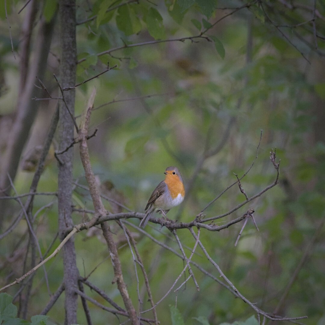 Robin sitting in the branches below a bush