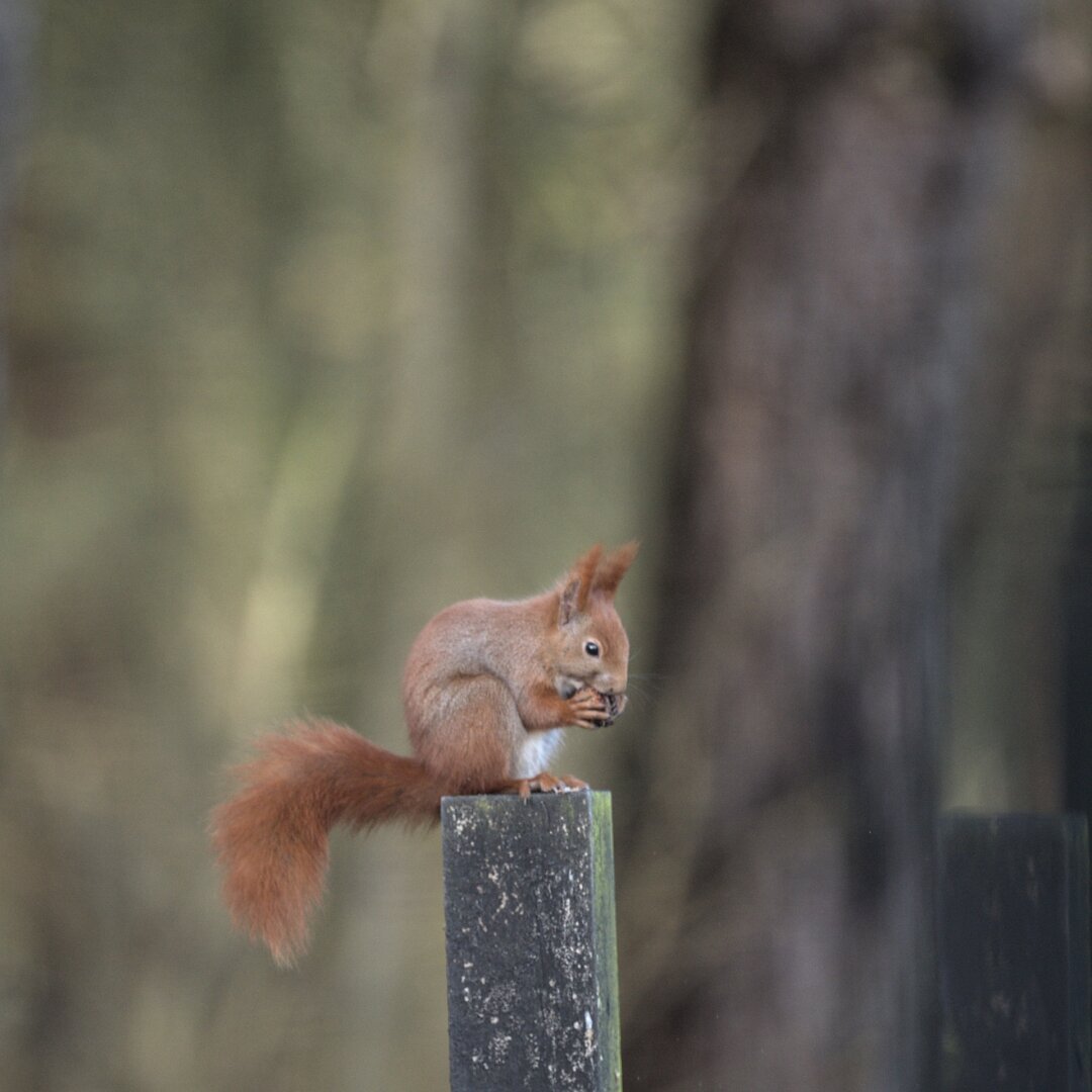 Squirrel sitting on a pole eating