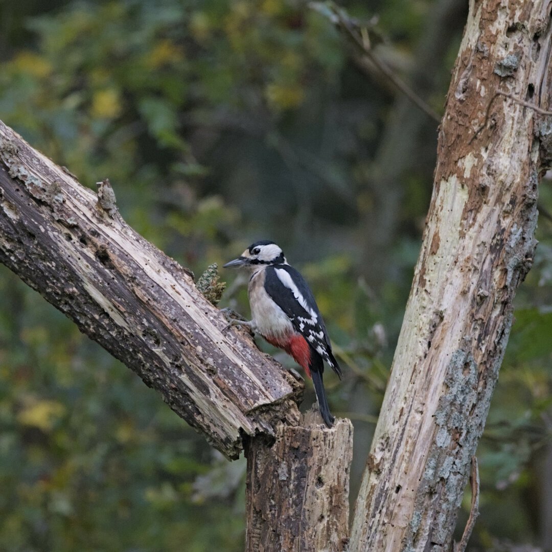 Woodpecker eating from a fresh pinecone on some old tree branches