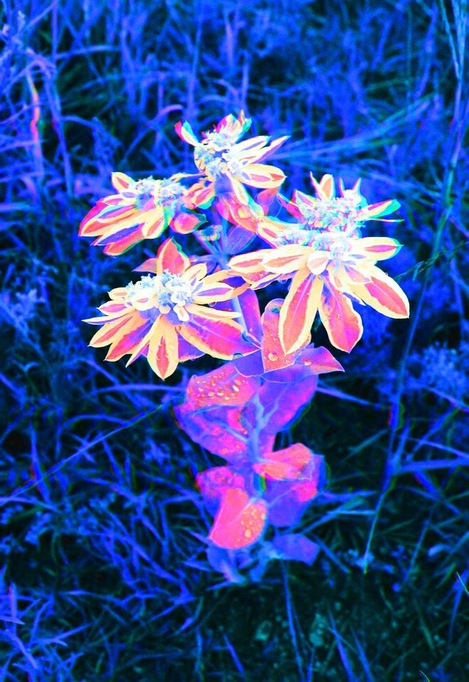 Euphorbia Marginata wildflower with colorful neon filtering/effects.