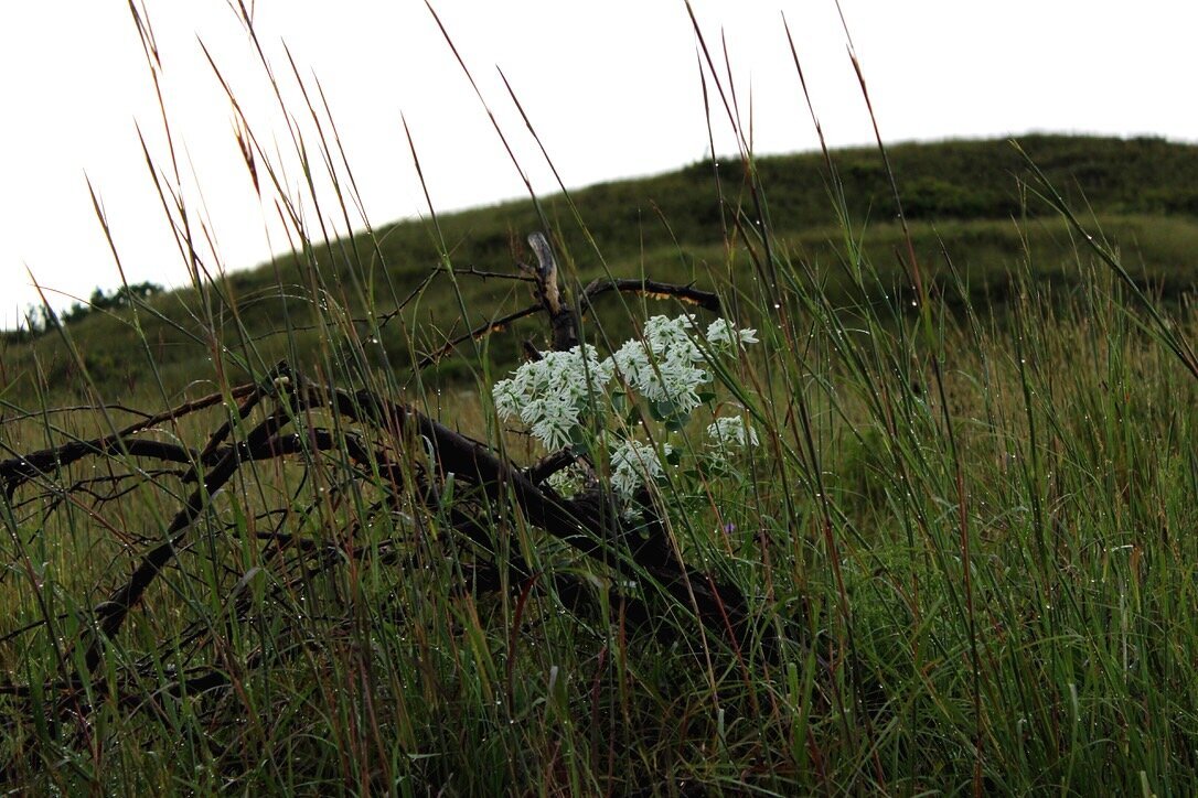 Euphoriba Marginata wildflower on a broken tree branch, covered in raindrops, in tall grass.