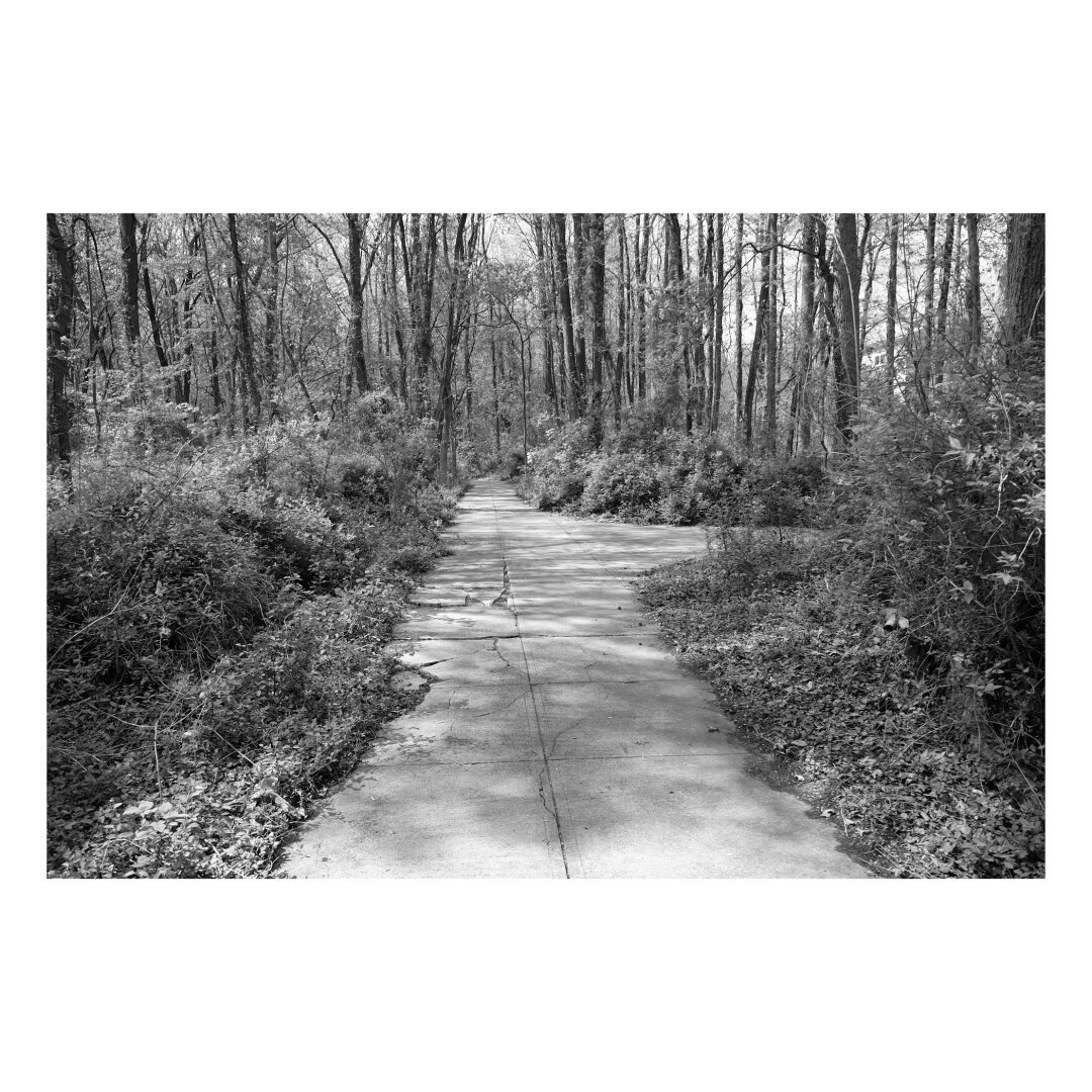 broken concrete path through the woods with a spur trail forking off to the right