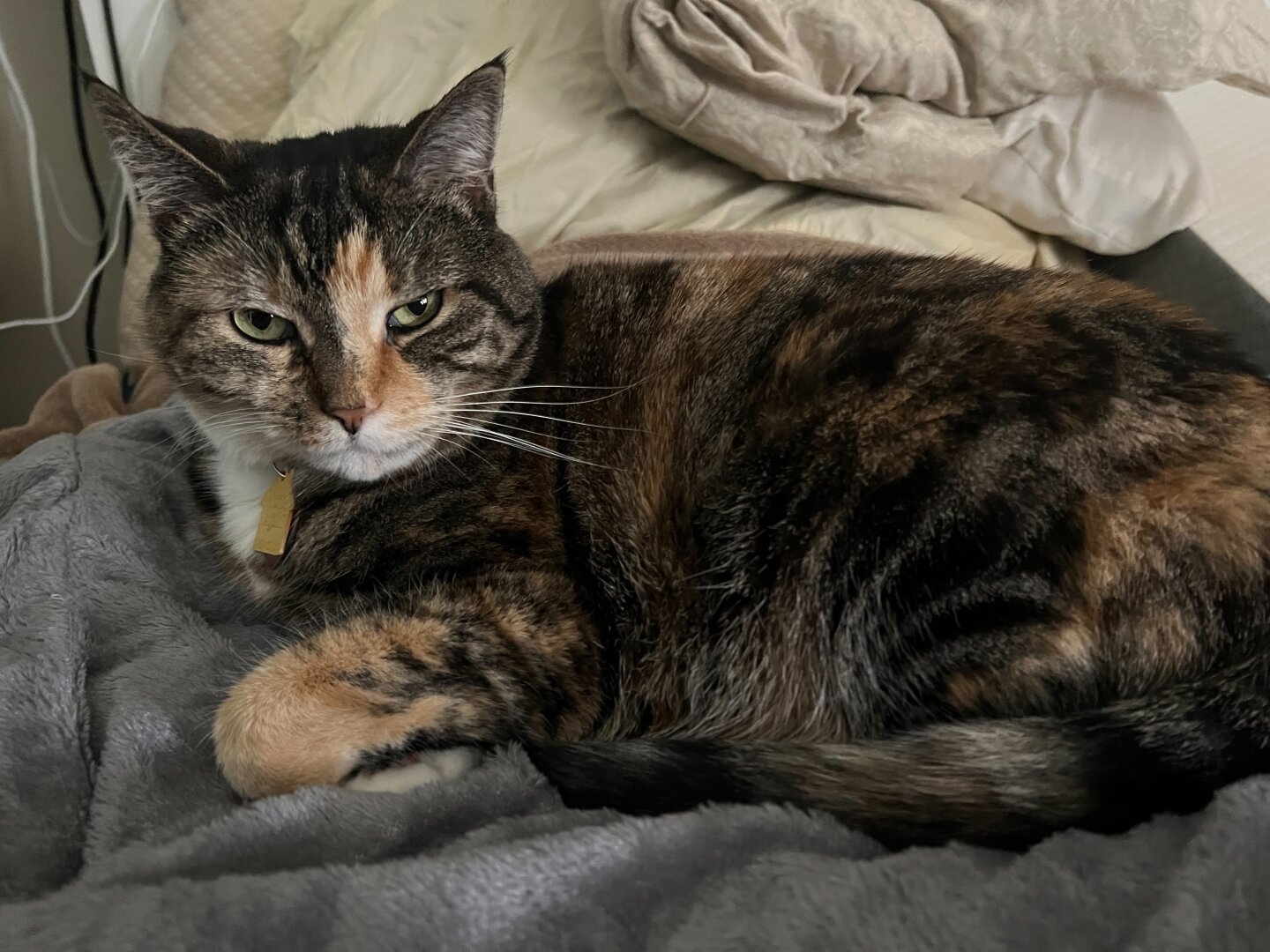 Brown and black speckled cat lays on a bed facing the camera with a satisfied and sassy smirk