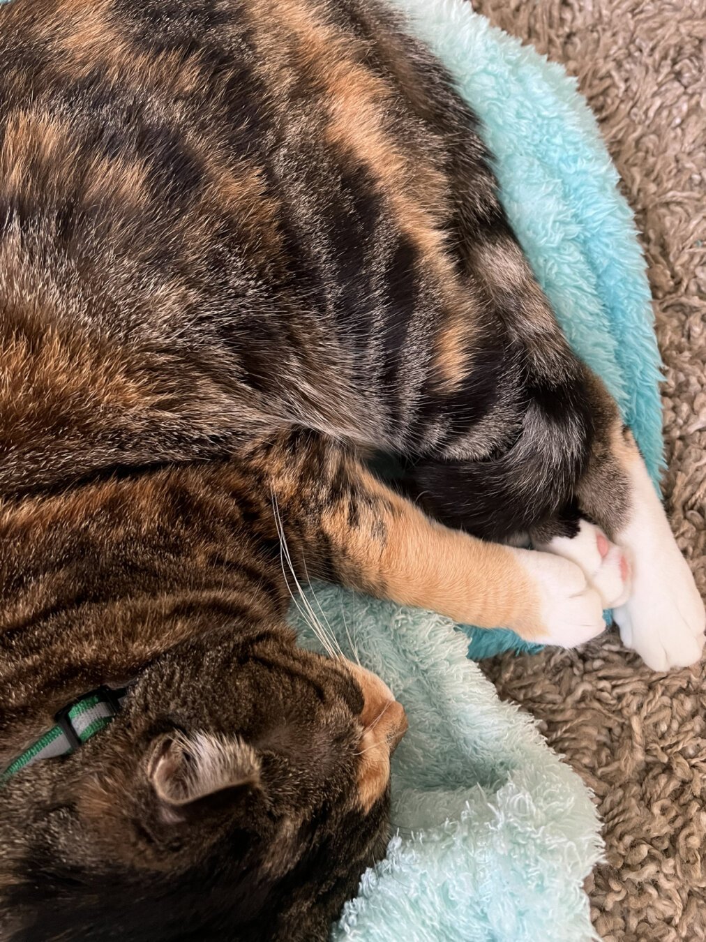 Cat curled up on blanket in the shape of a crescent