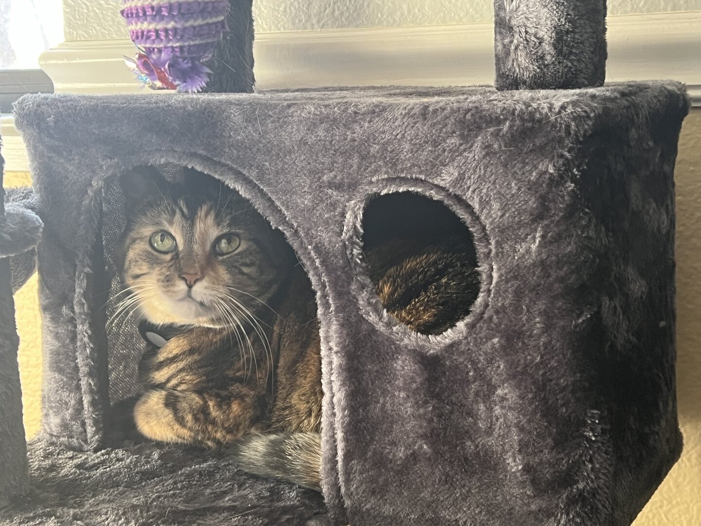 A brown and grey cat sitting inside a hiding spot on a cat tree