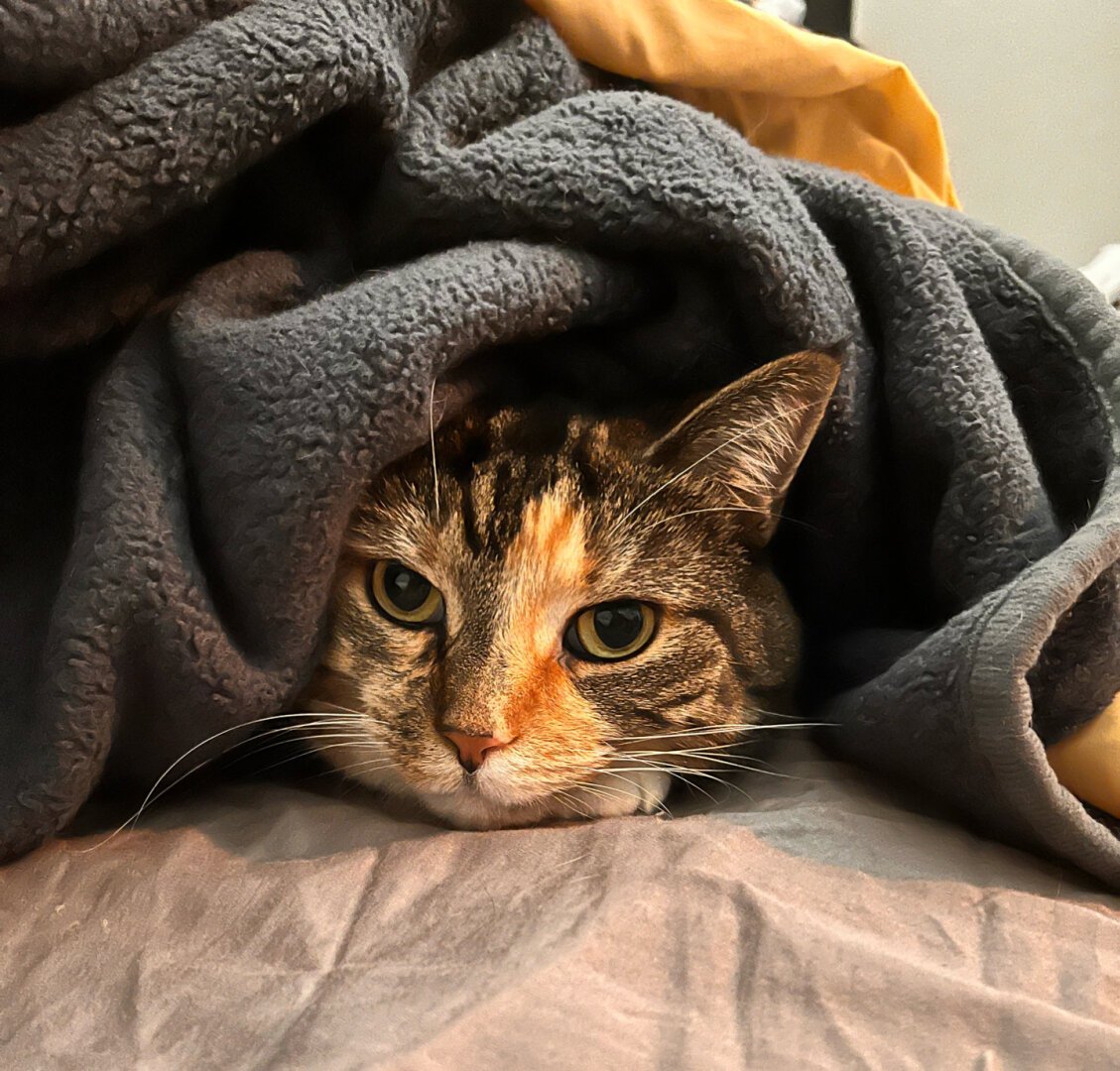 Cat peeking out her face from under a bundle of blankets