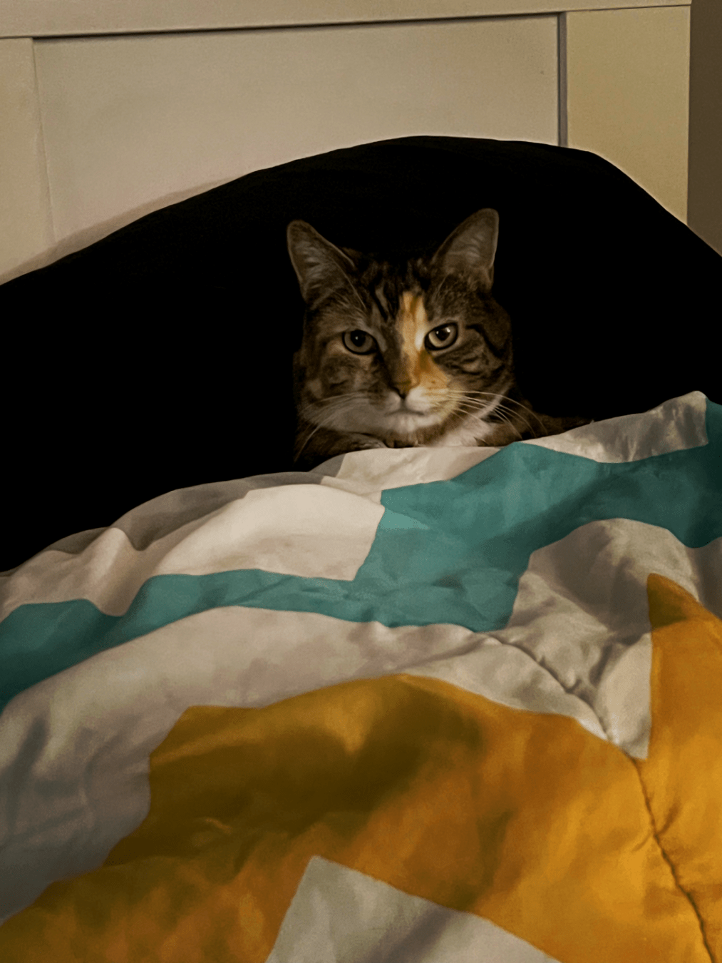 Cat tucked into a human bed like a human while facing the camera