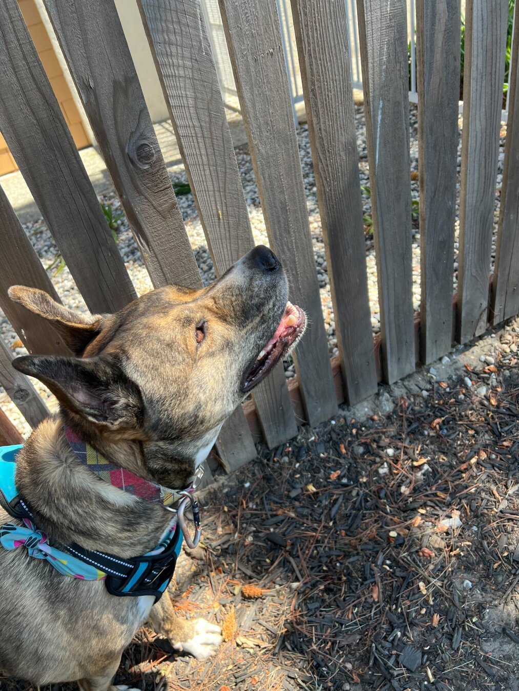 Brown husky/pit bull mixed dog stares up at a beam of sunlight against a wooden fence