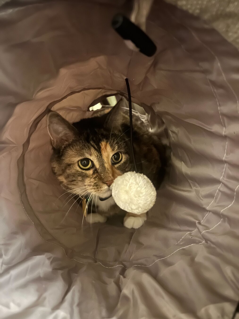 Small cat hides in her tunnel while being very cute