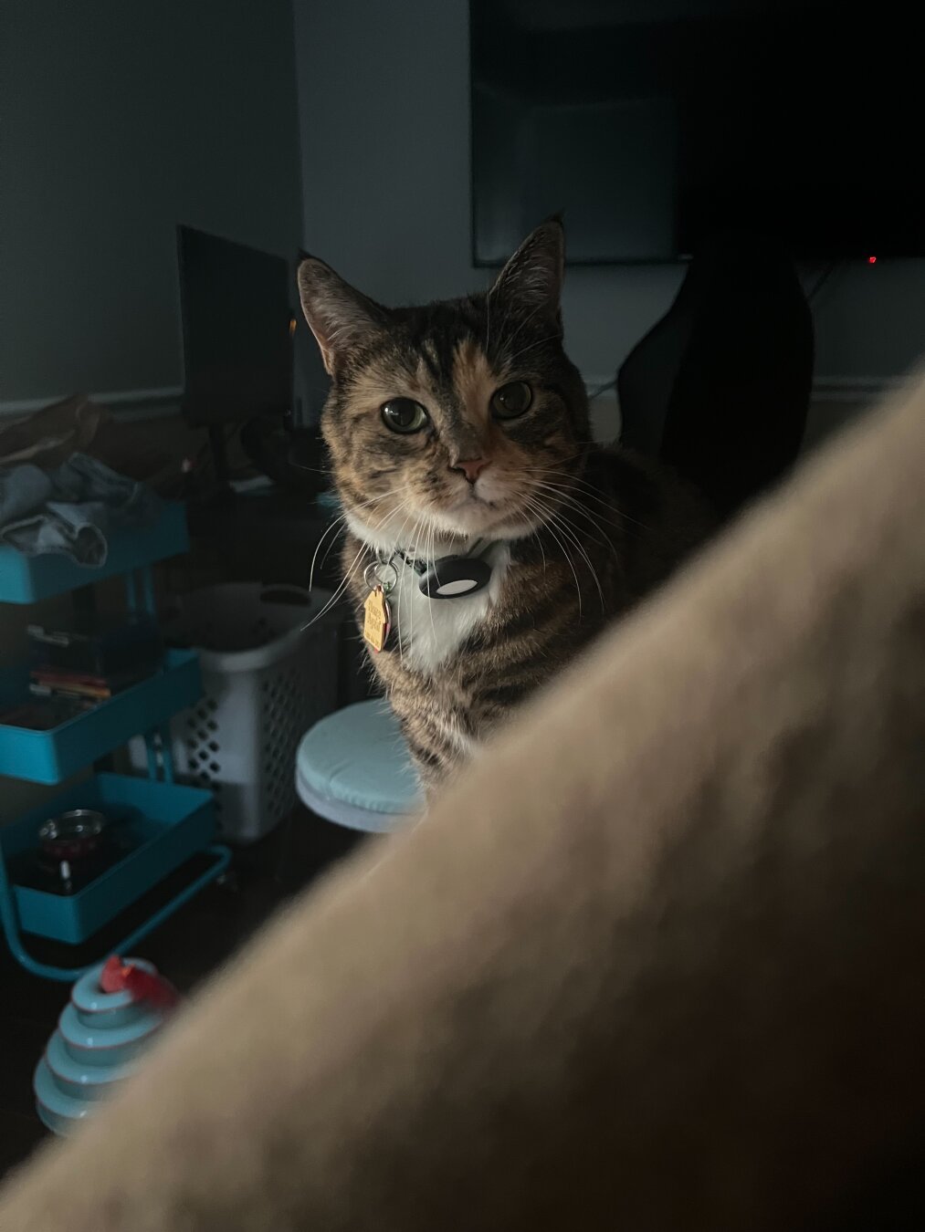 Cat peeks curiously at a camera while sitting on a bed. The room light is low and the cat is only slightly illuminated against the rest of the environment giving her a portrait like composure.