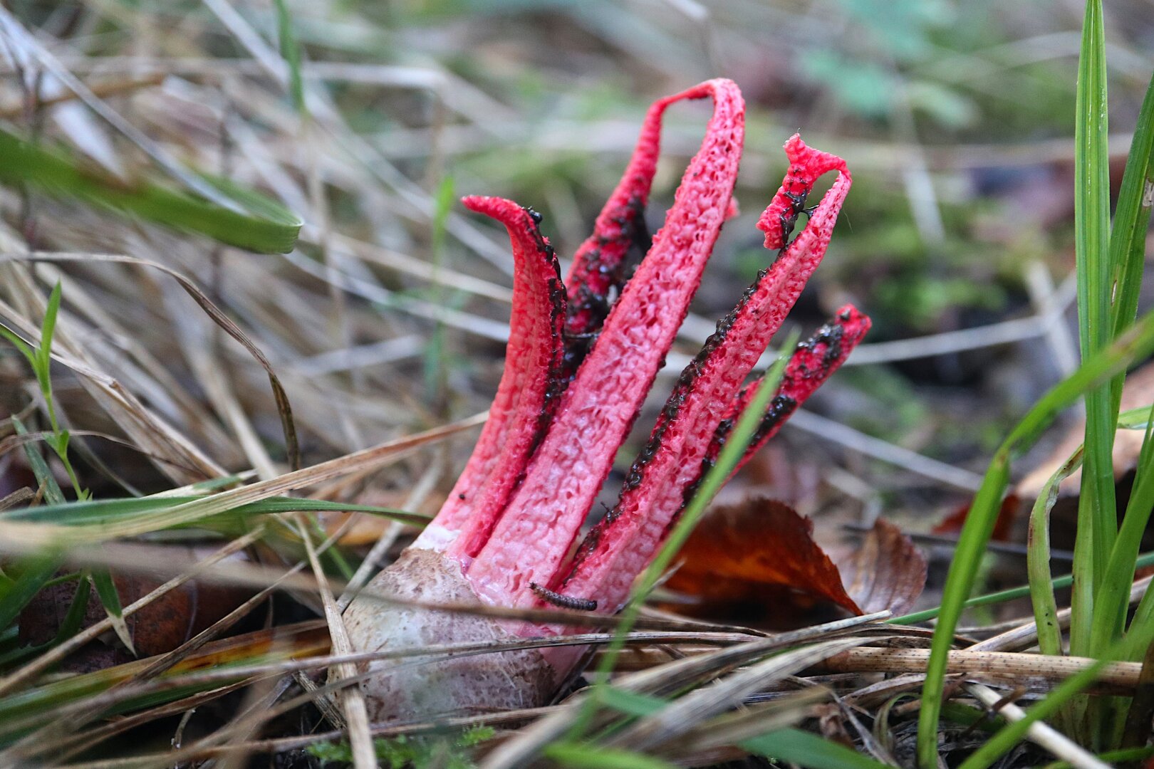 Photograph of a mushroom known as "devil's fingers" or "octopus mushroom" (Clathrus archeri) emerging from the ground among grass and dry leaves. The mushroom has a whitish, egg-like base from which bright red, tentacle-like arms emerge. These arms resemble the fingers of a hand or the tentacles of an octopus. The upper part of the arms is covered with a black substance.