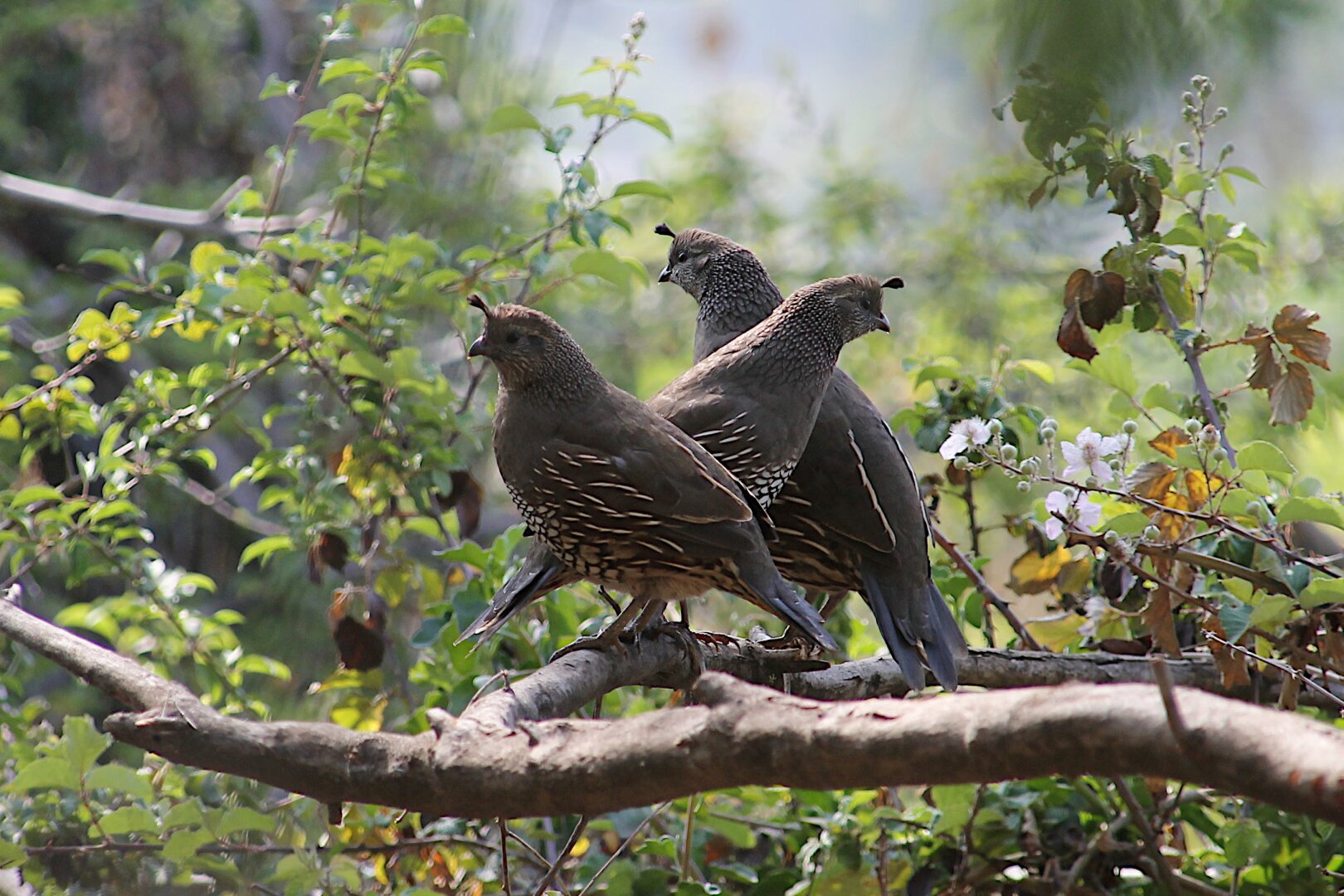 Three California quail are very attentive, vigilant, with the characteristic curled feather on their heads, standing on a tree branch amidst scrub vegetation. The background is vegetation in shades of brown and green.