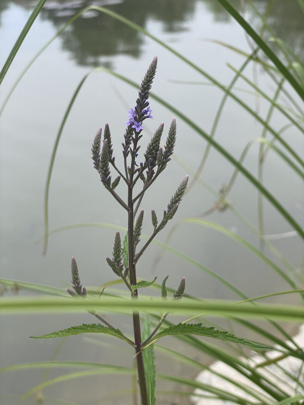 Koi Pond Plant 4