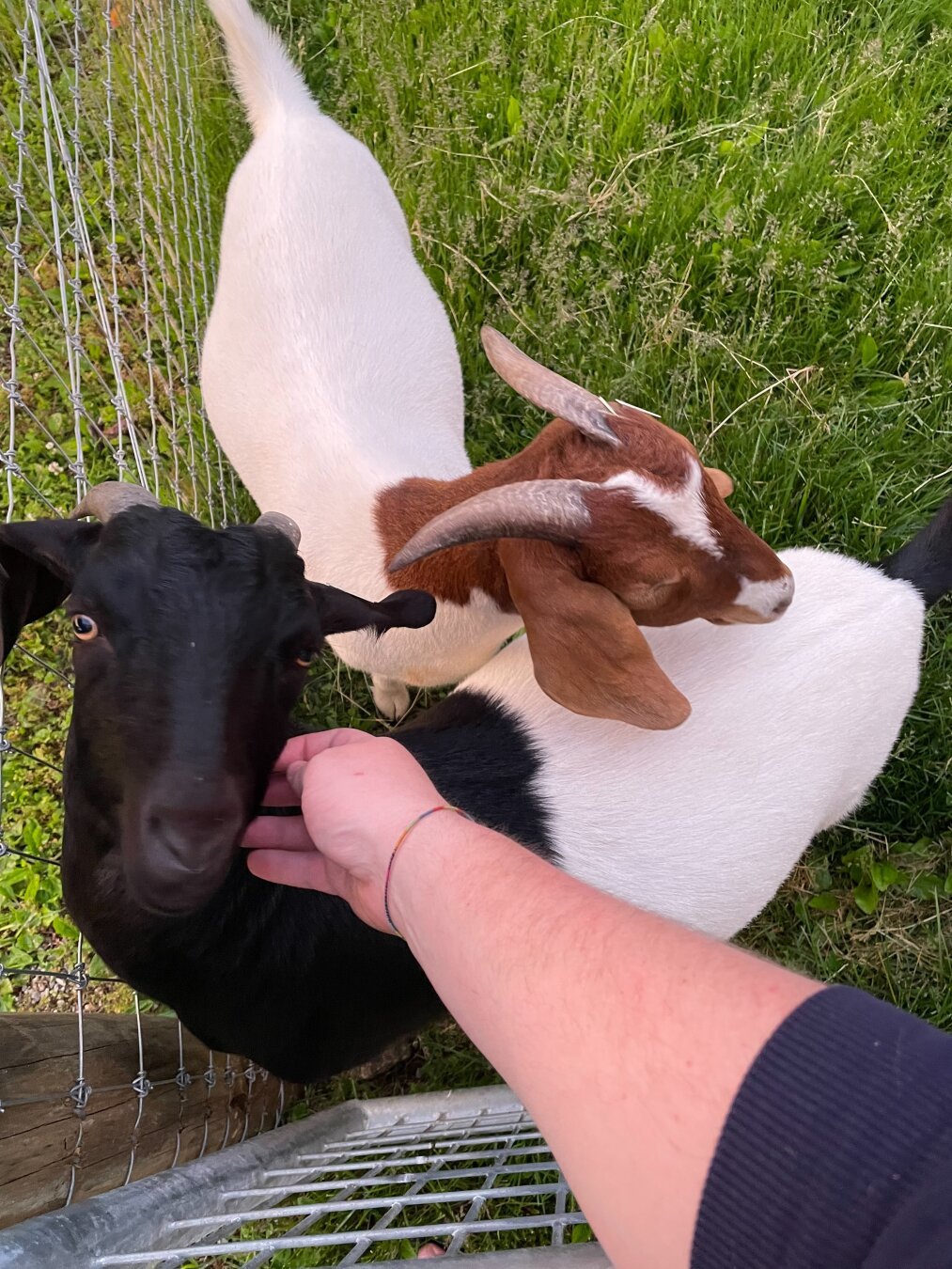 Caleb and Seamus, the friendliest goats.